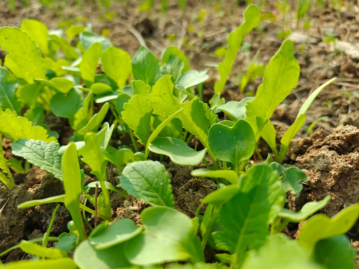 5 Pilihan iPhone Terbaik 2026!